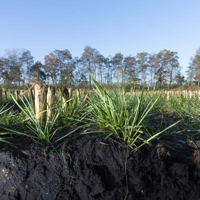 Cover crops