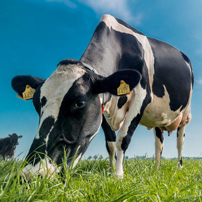 Barenbrug Forage