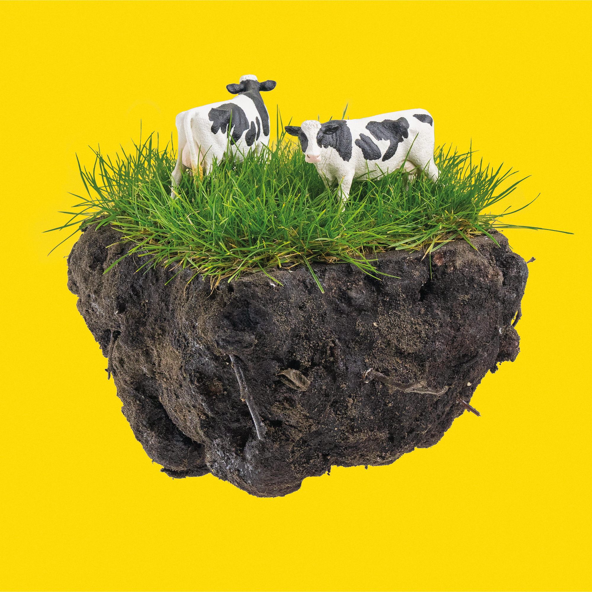 Healty cows
