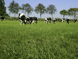Topgraze EKO