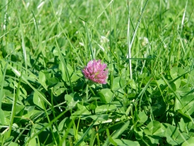 Red clover