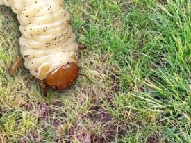Total approach works against grubs
