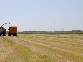 Dry grassland