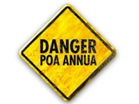 Visual_link_Poa_annua