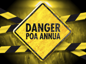 Danger Poa annua