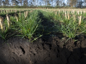 Proterra Maize