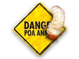 Danger-cockchafer.png