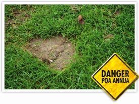 Bare_patches_Poa_annua_01.jpg