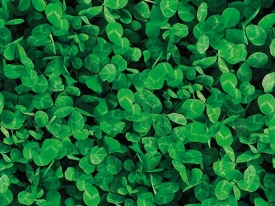 Header Lawn Clover