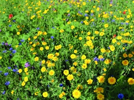 Bloemen