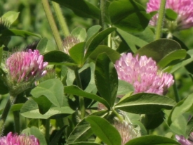 Red clover