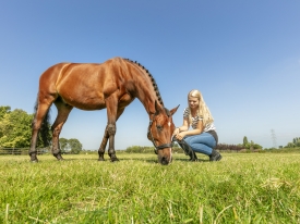 Horse and girl