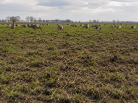 A strong response to goose grazing and drought