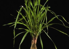 Bromus