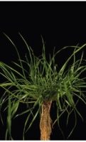 Hybrid ryegrass
