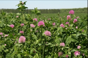 balansa clover