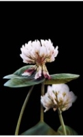 White clover _ Teaser