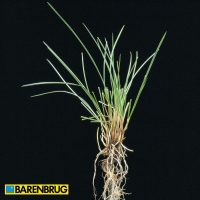 festuca_rubra_trichophylla