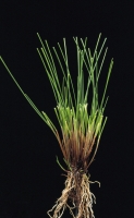 Festuca rubra rubra