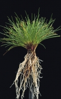 Fustuca Ovina