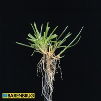 Poa Pratensis