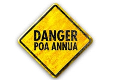 Visual_link_Poa_annua