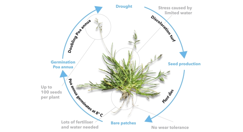 Lifecycle of Poa annua in drought
