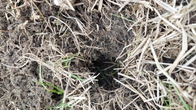 mouse damage