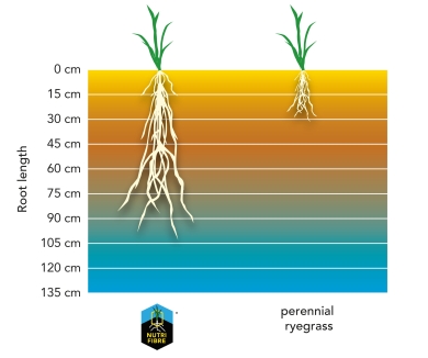 graph drought tolerant