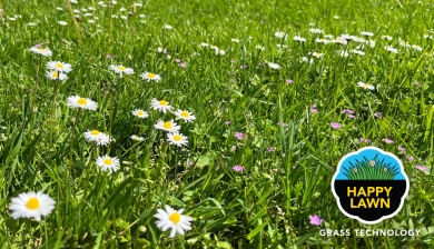 Image-Happy-Lawn-01