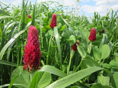 grass clover