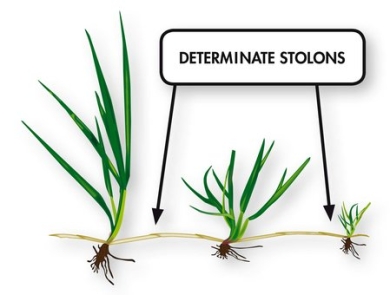 RPR_Determinate_stolons