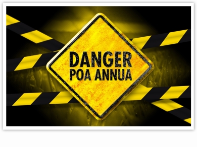 Danger_Poa_annua_Image