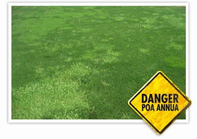 Visual_merit_Poa_annua
