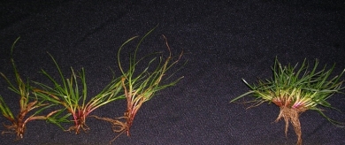 RPR comparison