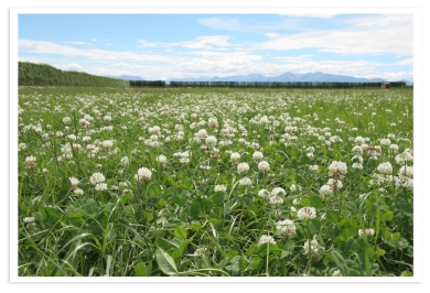 White clover field