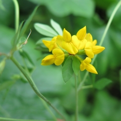 NutriHerb Bird’s-foot Trefoil