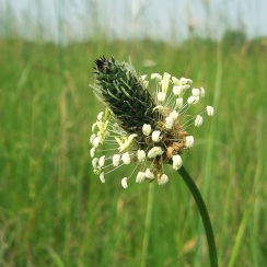 NutriHerb Narrow-Leaved Plantain