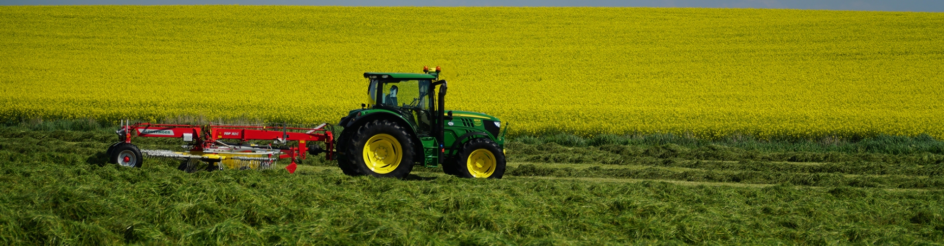 Italian ryegrass