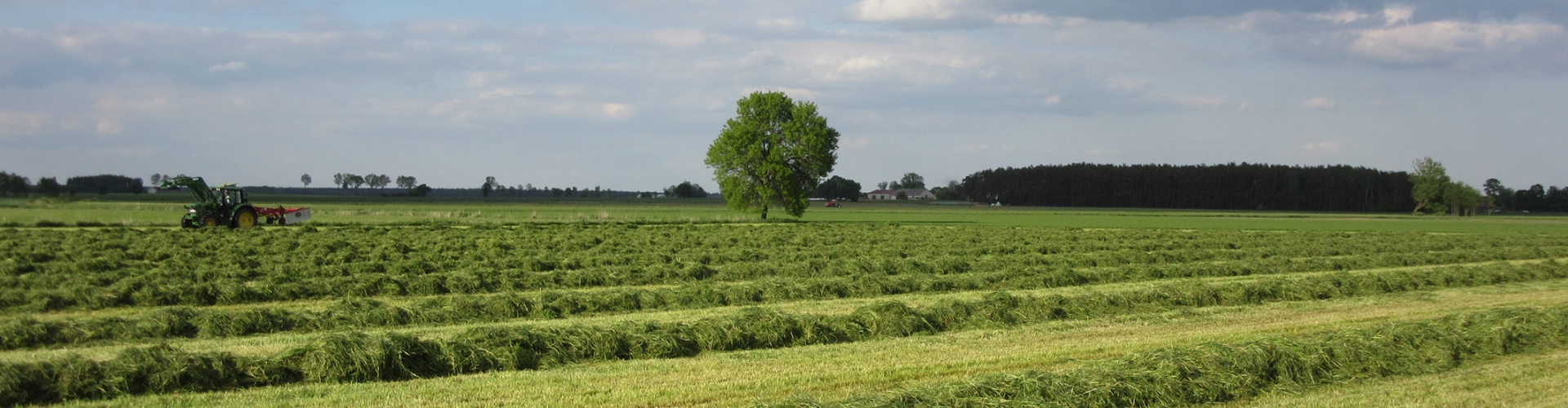 Tall fescues header