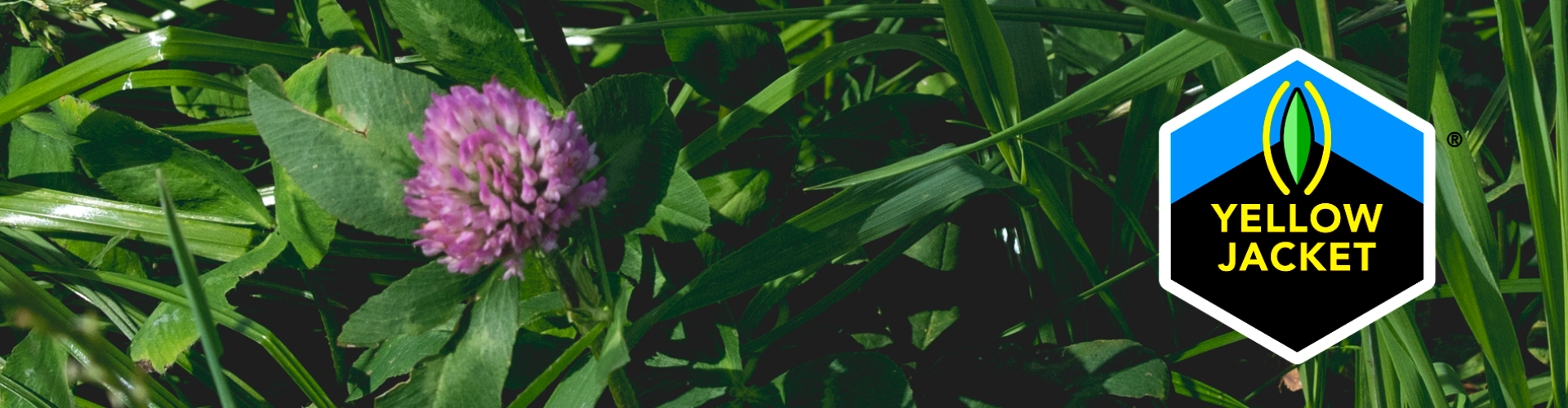 Our clover is ready for a flying start