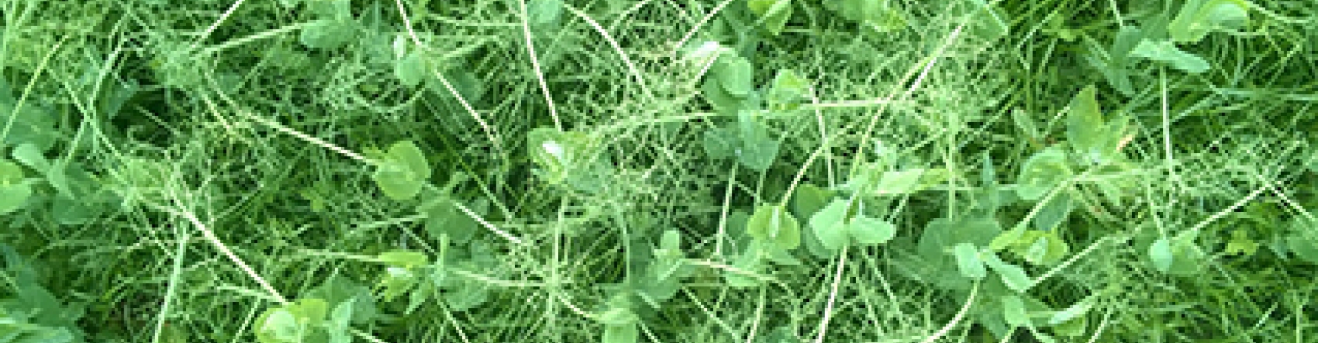 Forage pea