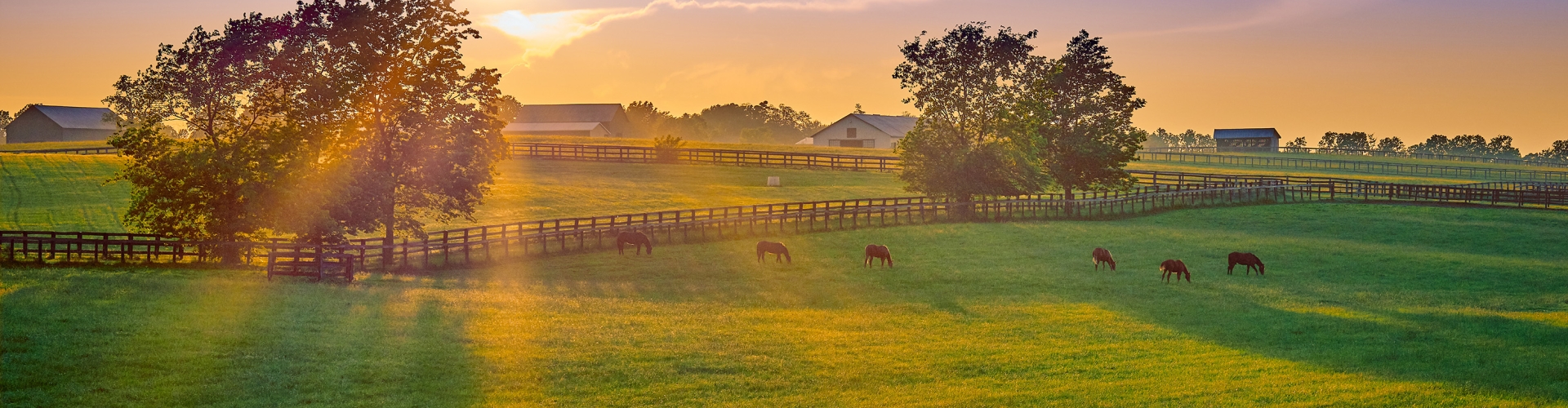 Horses