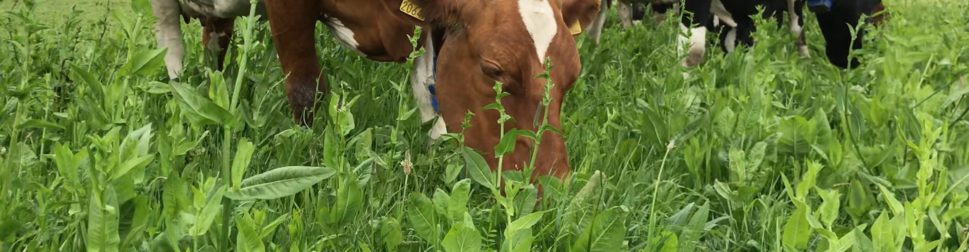 Cows eating NutriHerb