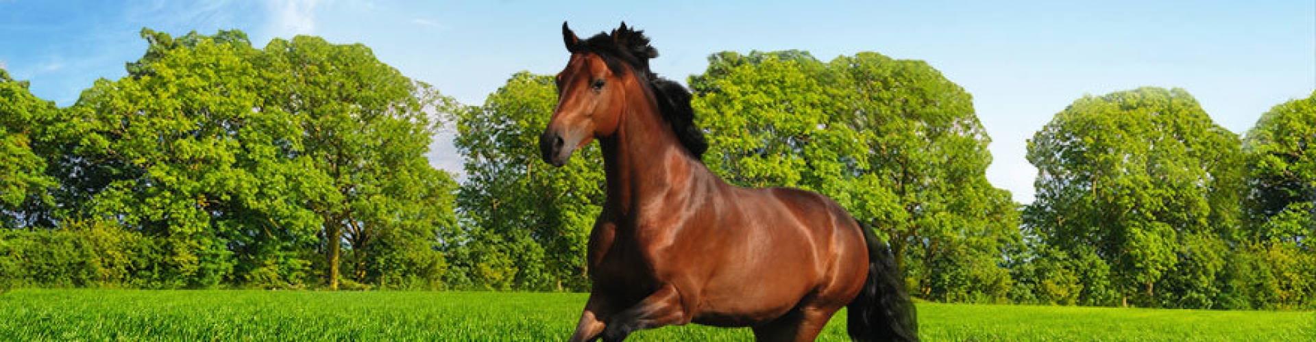 Horses_header_horse master