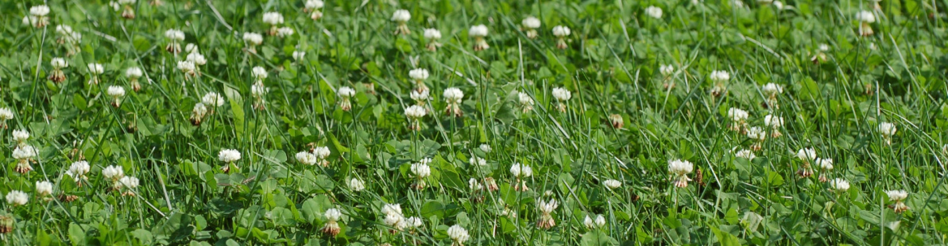 Arrowleaf clover