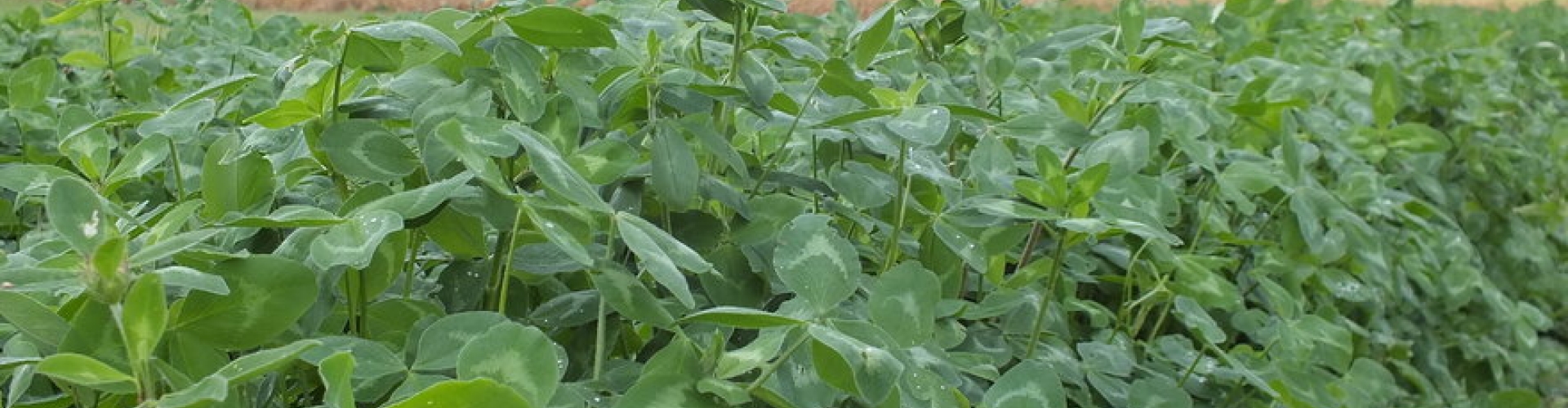 Ostro_red clover