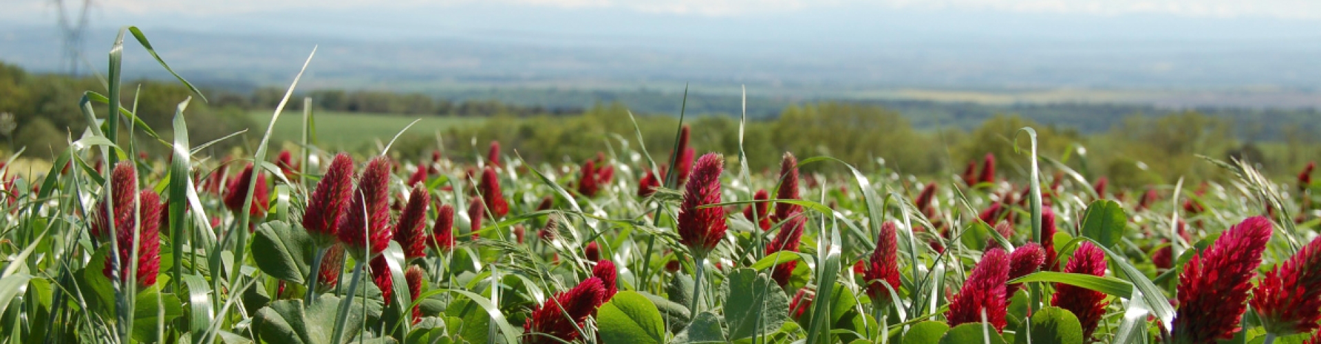 crimson clover