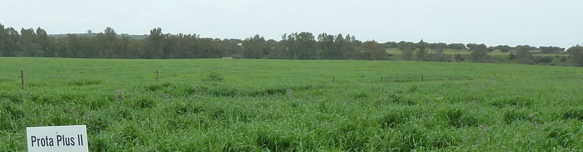 Dia campo