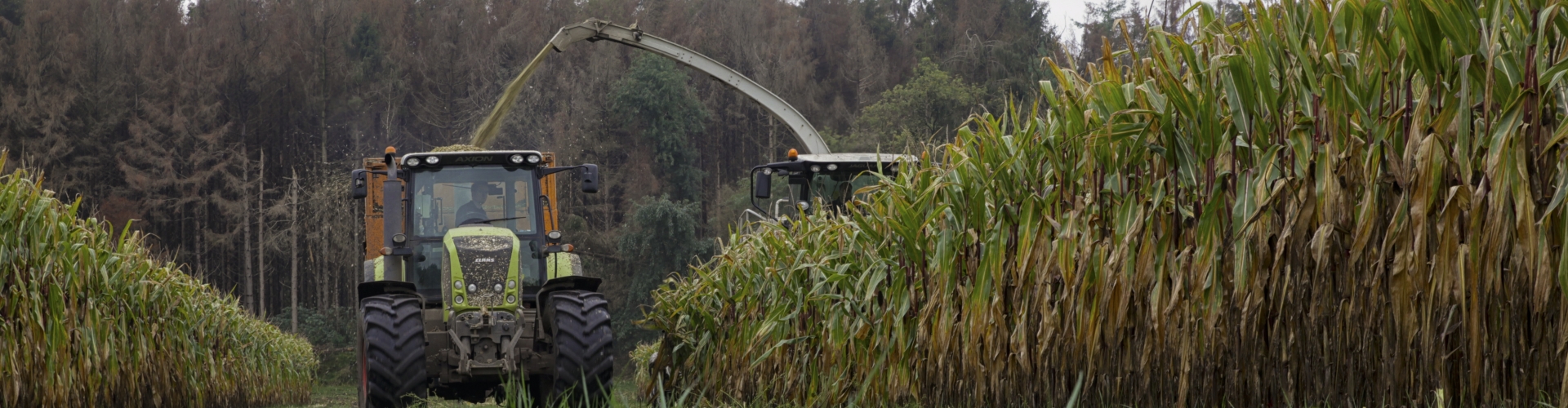 Proterra Maize